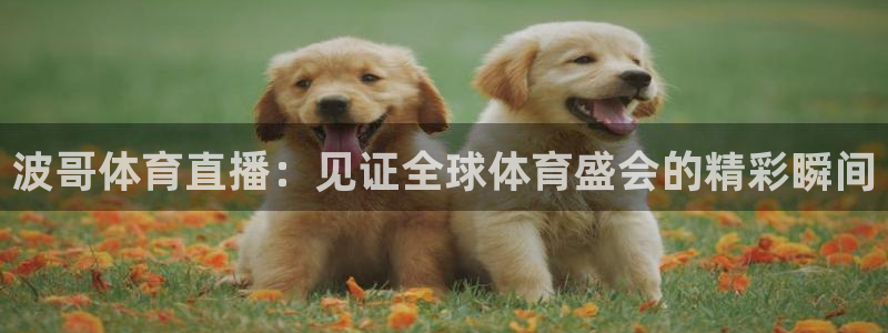857nba直播体育：波哥体育直播：见证全球体育盛会的精彩瞬间