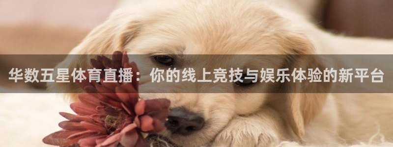 857直播体育nba下载：华数五星体育直播：你的线上竞技与娱乐体验的新平台